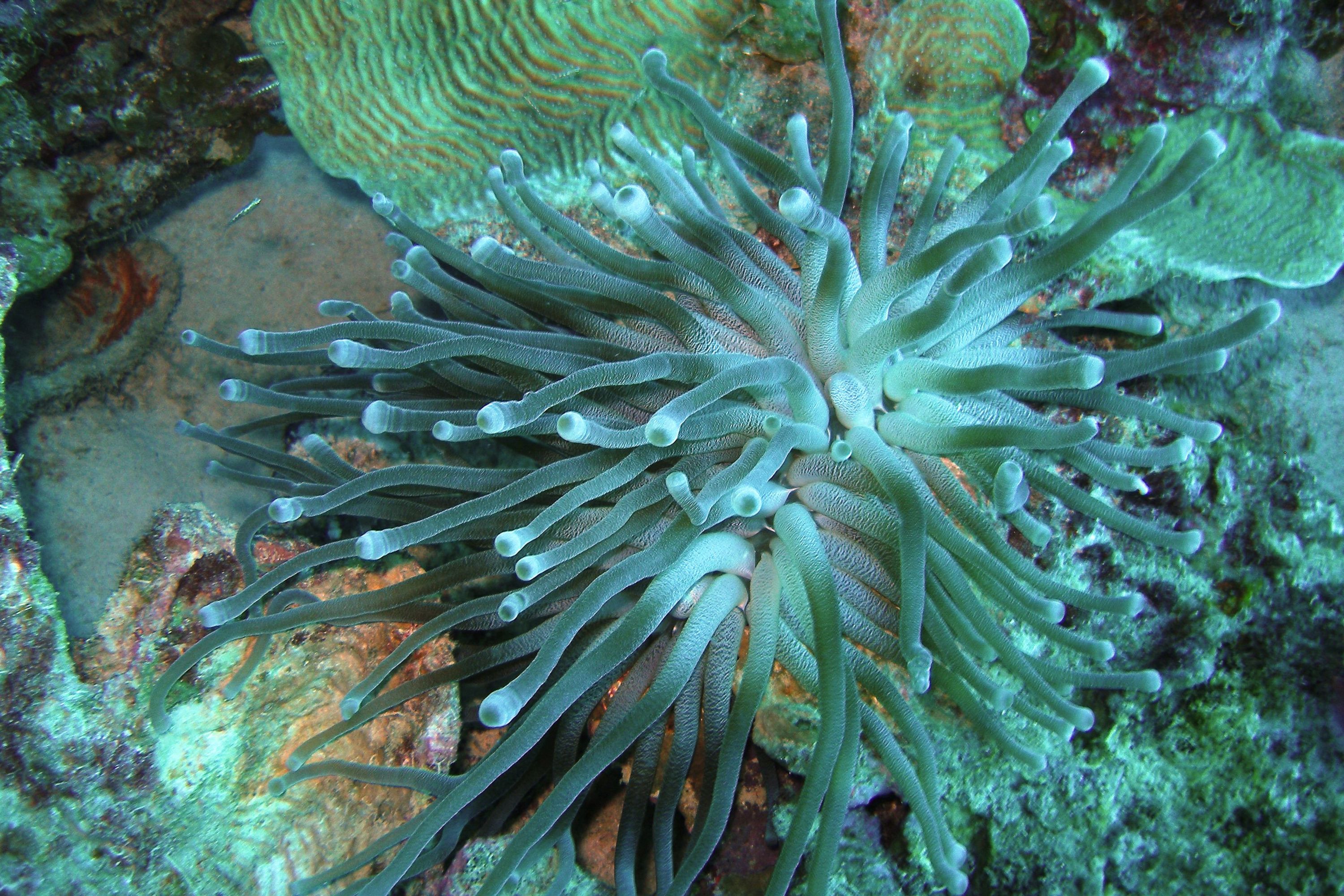 Sea_Anenome-Bonaire_