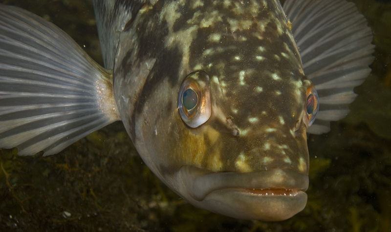 sea_bass_bestdiveCalifornia_sharpened