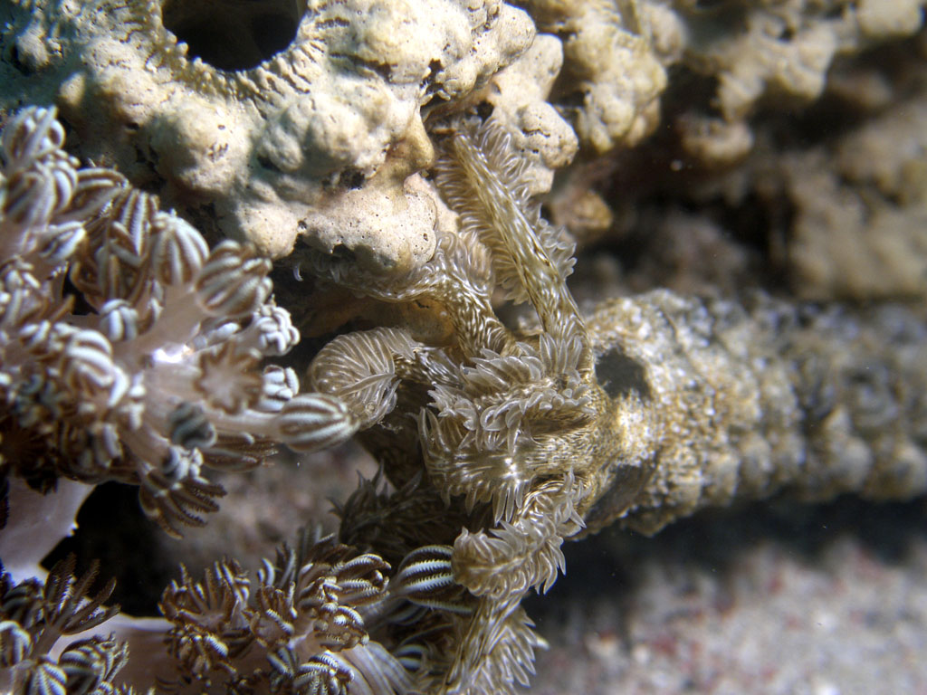 sea_cucumber_feeding