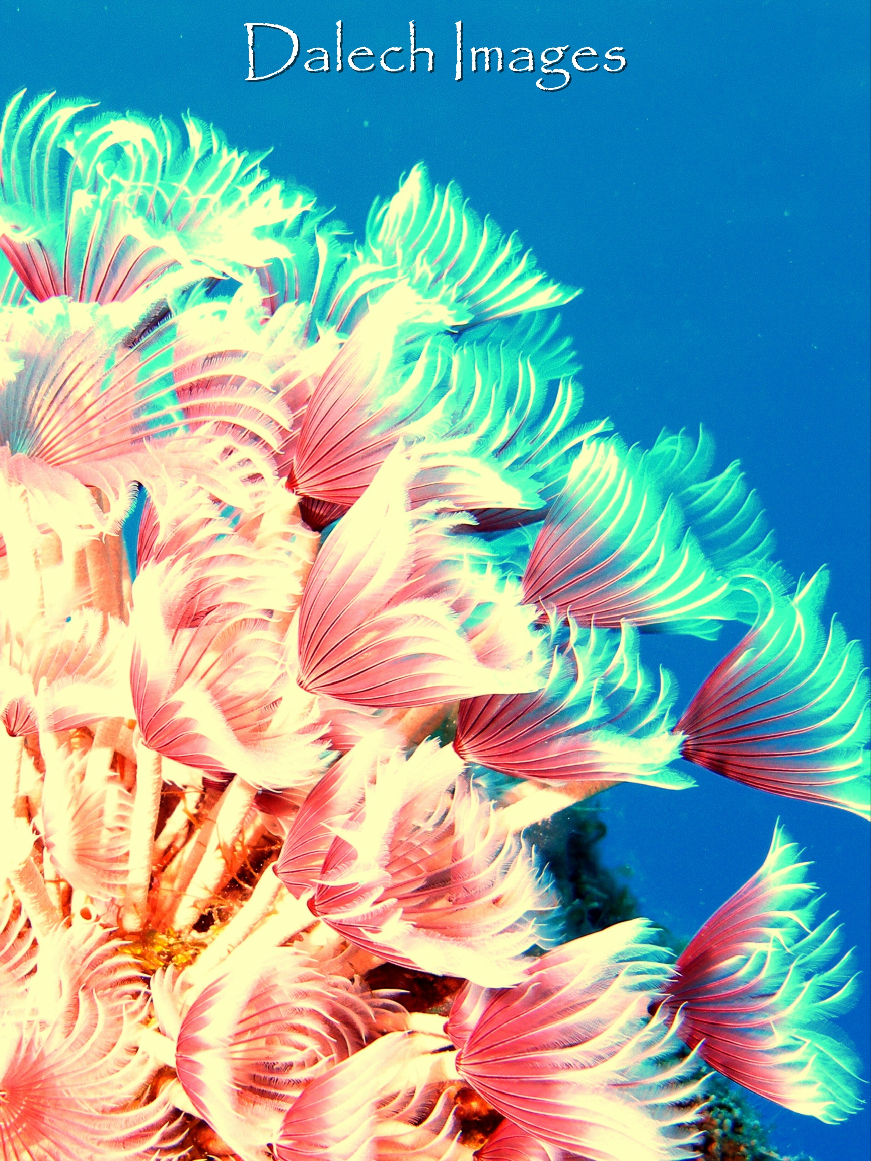 sea_dandilions_2_