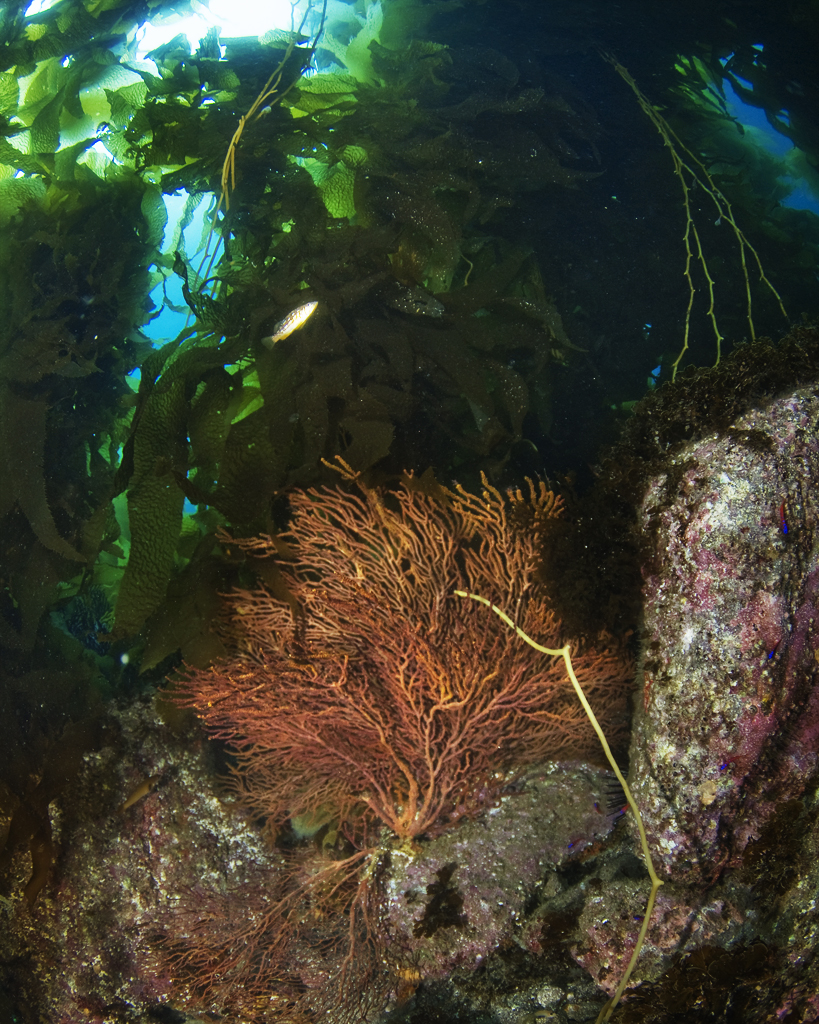 Sea_Fan_Cave_Catalina_Island_CA_06_2007_001