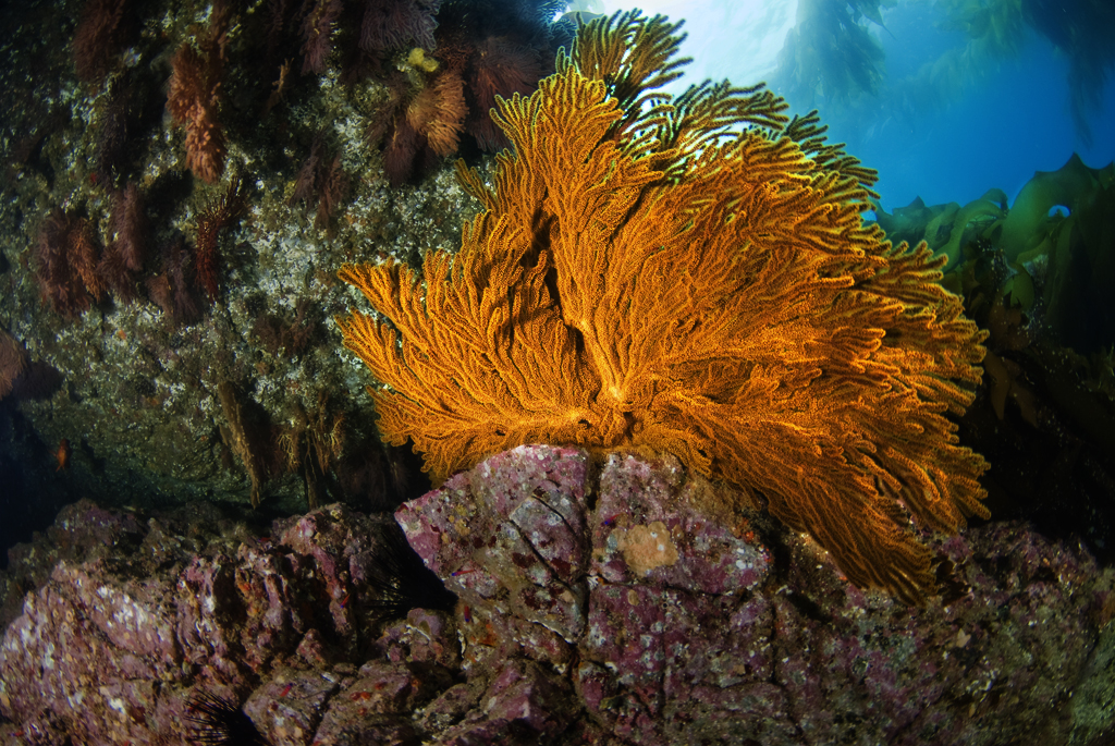 Sea_Fan_Cave_Catalina_Island_CA_06_2007_002