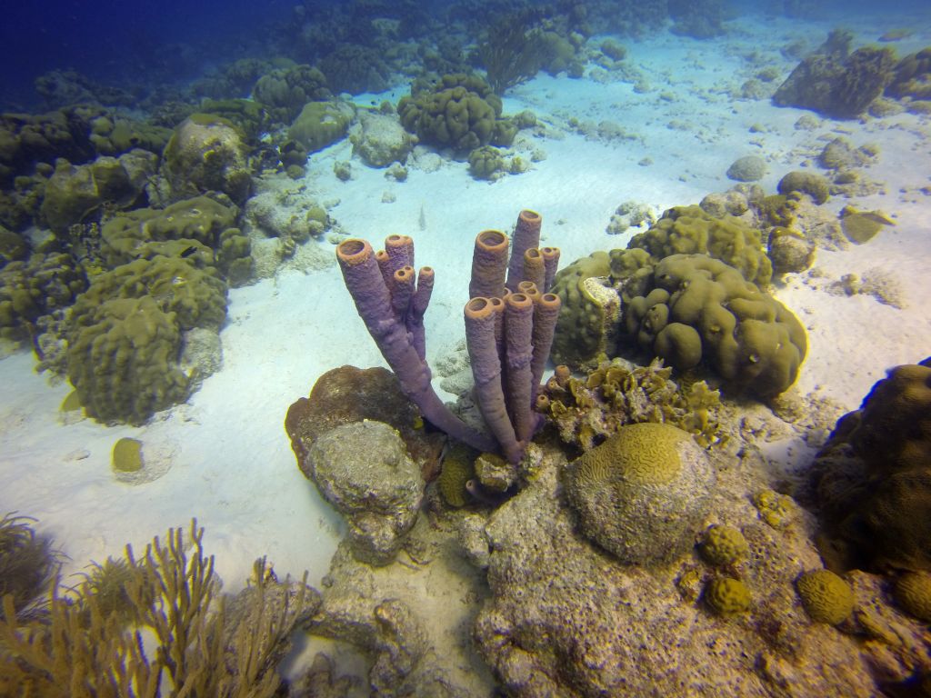 sea_floor21