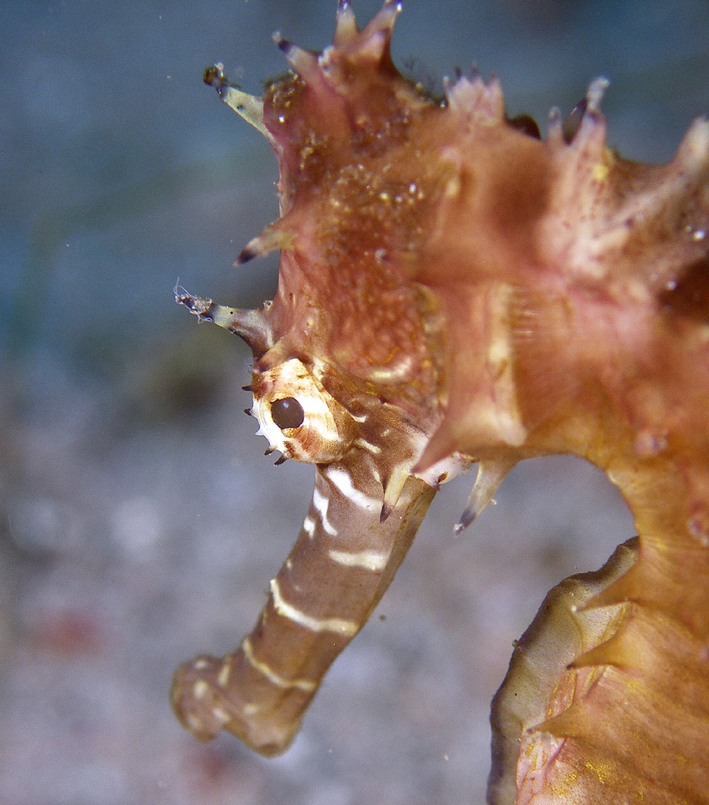 sea_horse_1