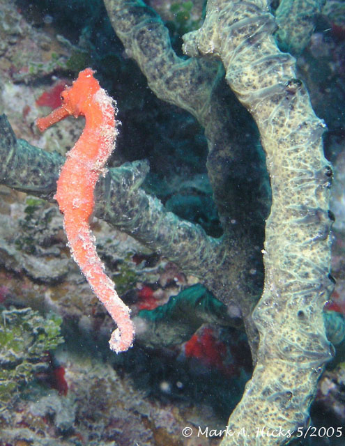 Sea_Horse_2