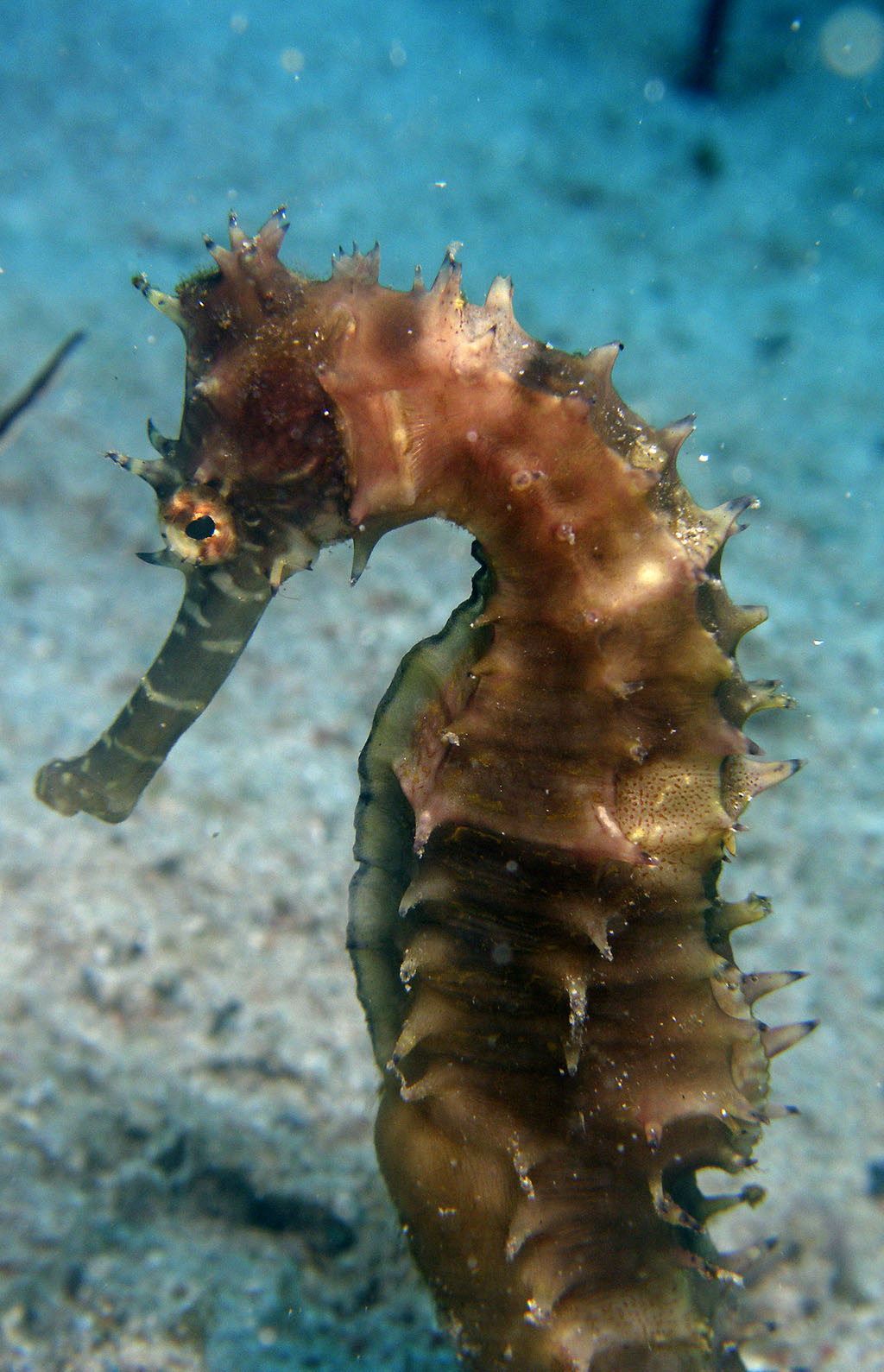 sea_horse_3