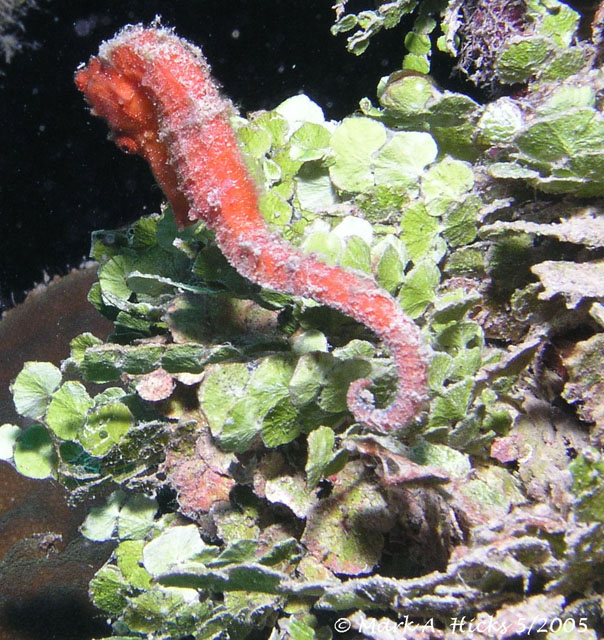 Sea_Horse_6