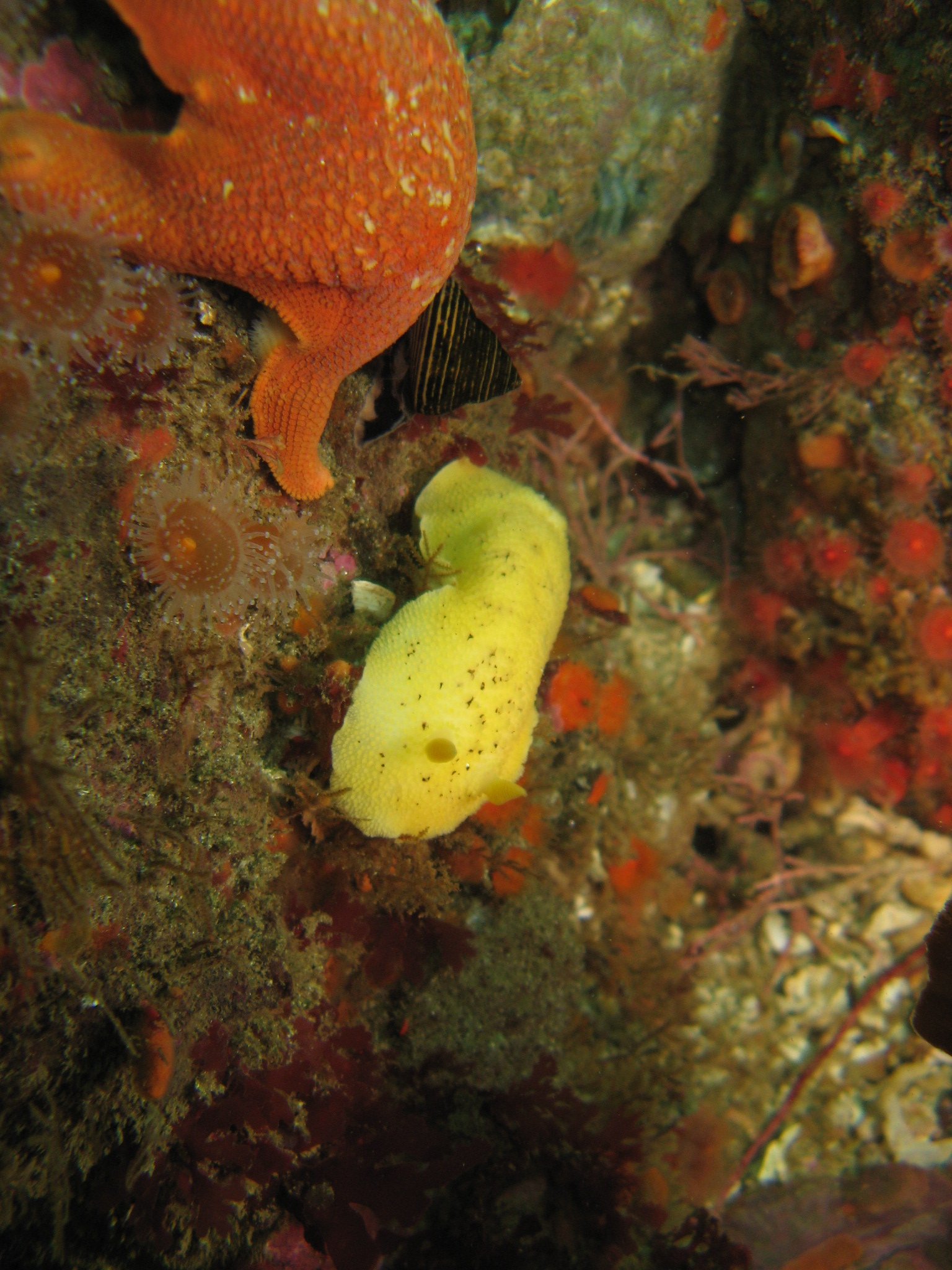 Sea_Lemon_Doris_montereyensis_