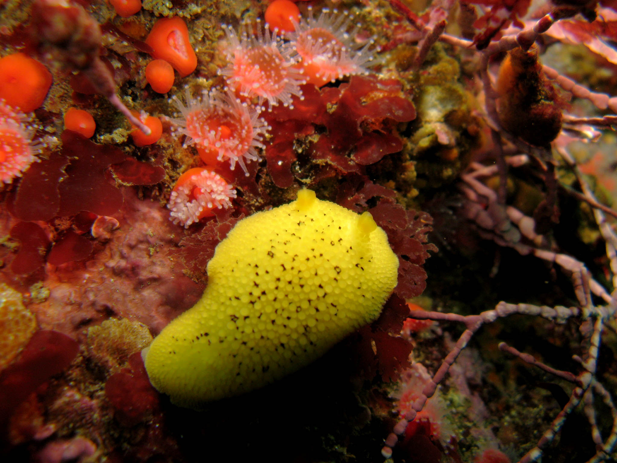 Sea_Lemon_Doris_montereyensis_2_