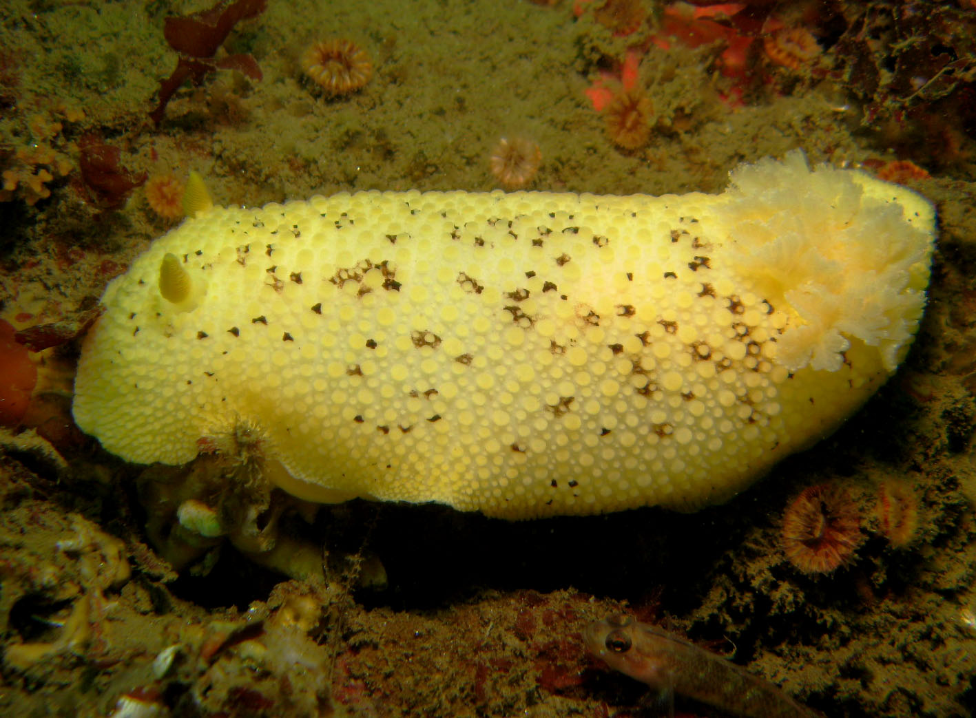 Sea_Lemon_Peltodoris_nobilis_