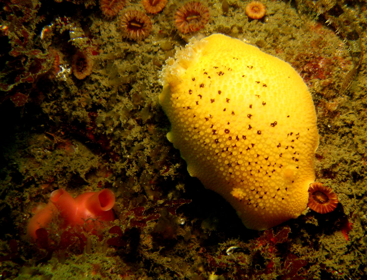 Sea_Lemon_Peltodoris_nobilis_with_a_Piddock_crop