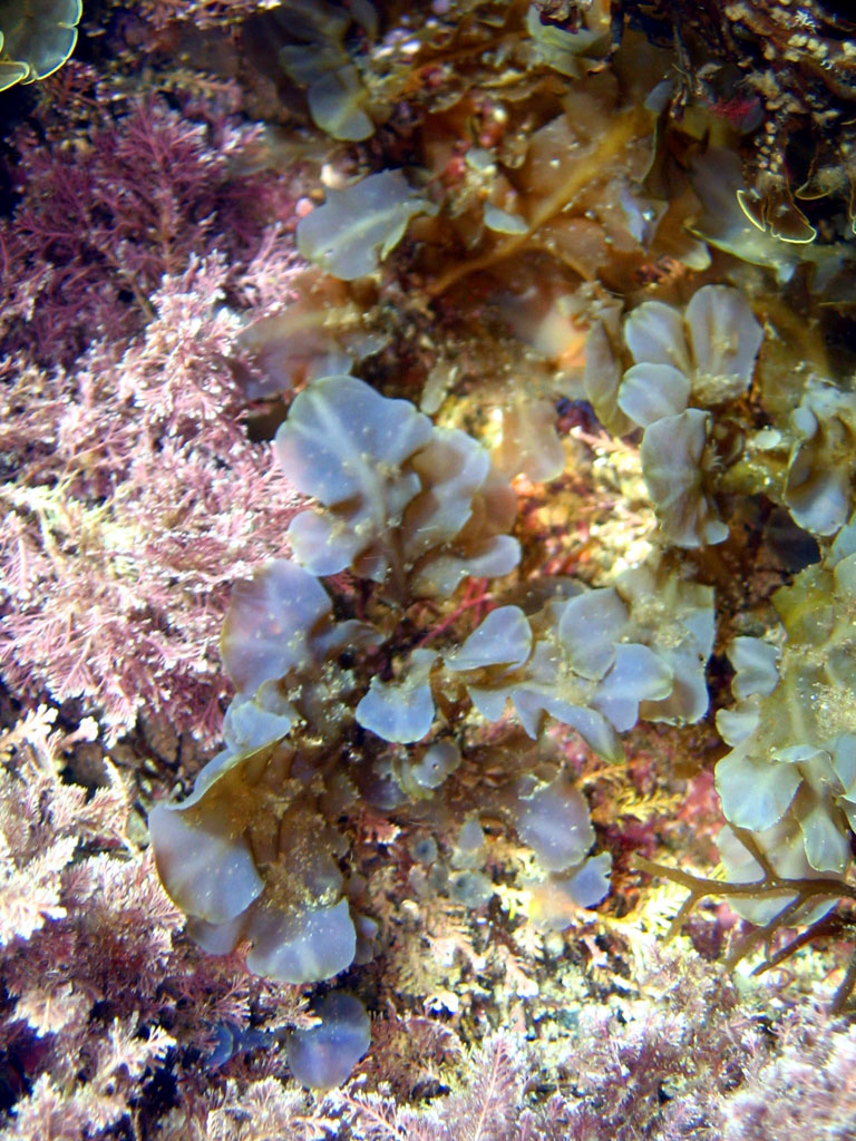 Sea_Lettuce