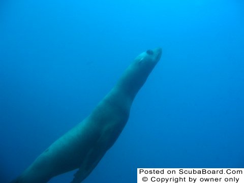 Sea_Lion_2