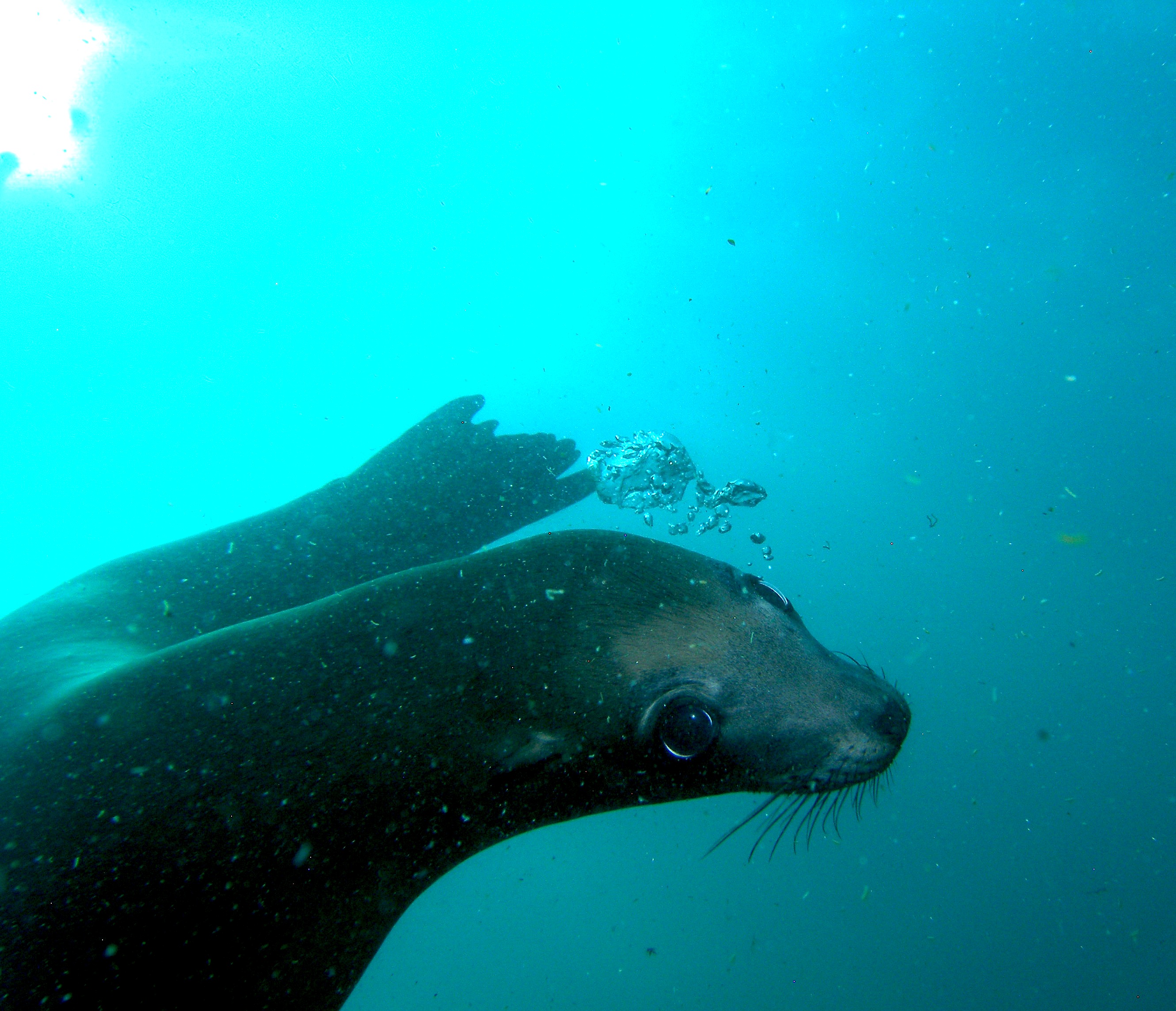 Sea_Lion_Face_Santa Barbera Is.