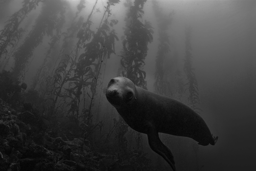 Sea_Lions_Monterey_2007_013