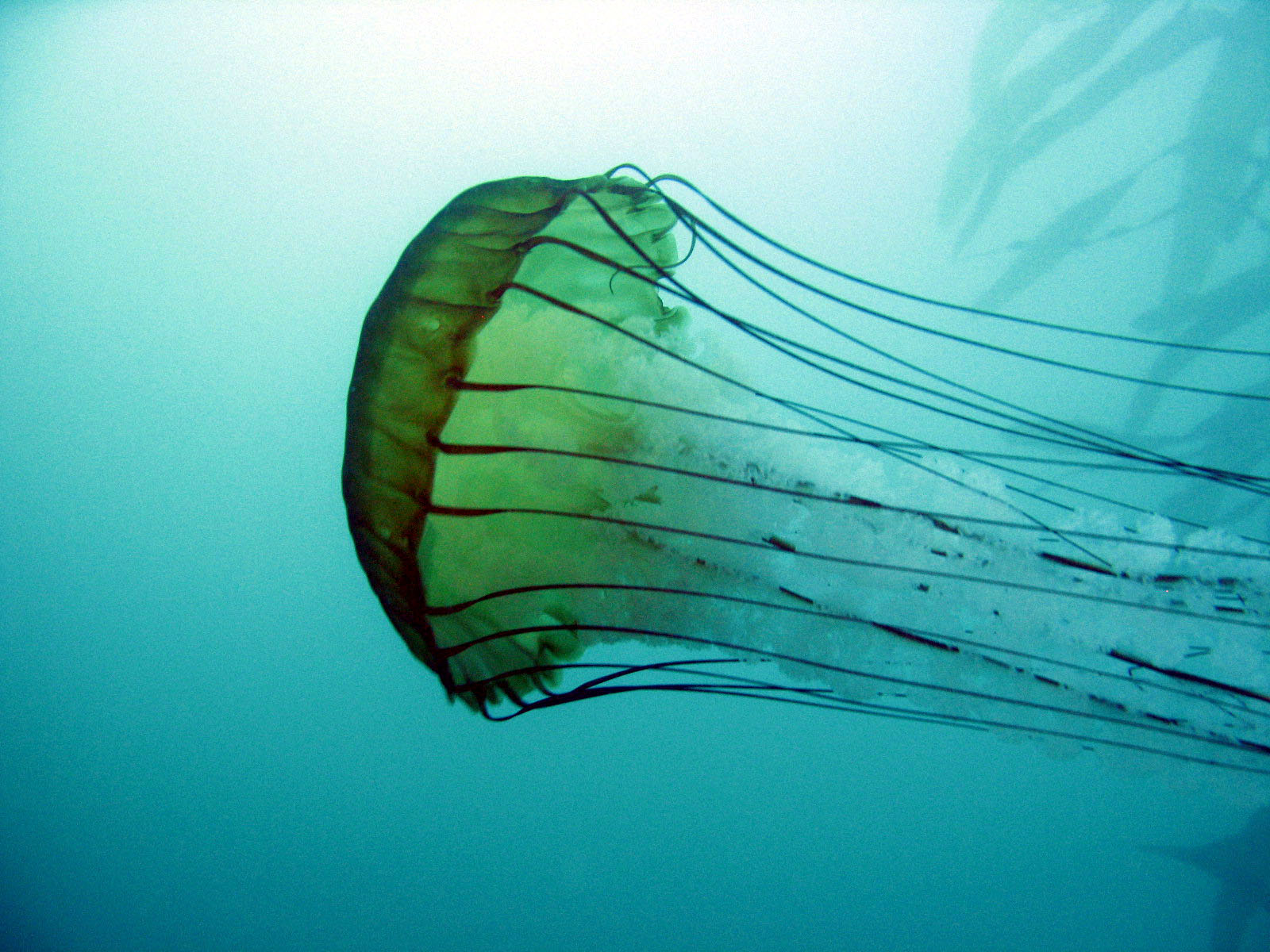 Sea_Nettle_3_