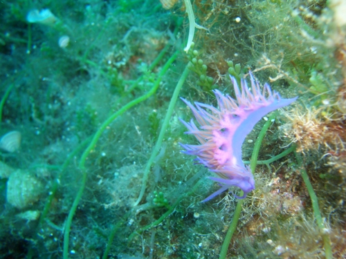 Sea_slug2