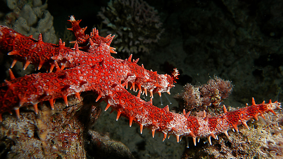 sea_star_3