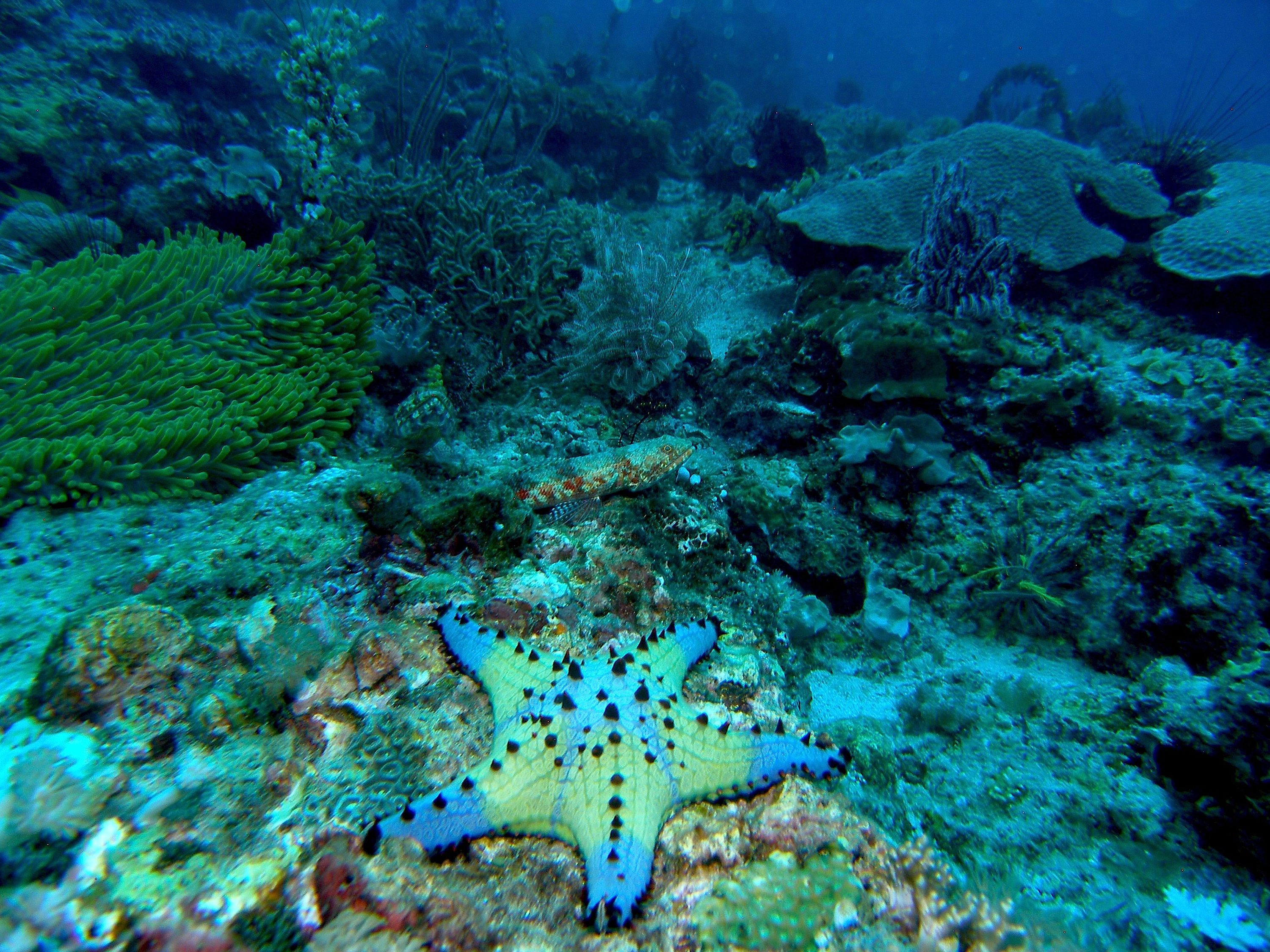 Sea_Star_Reefscape_Malapascua