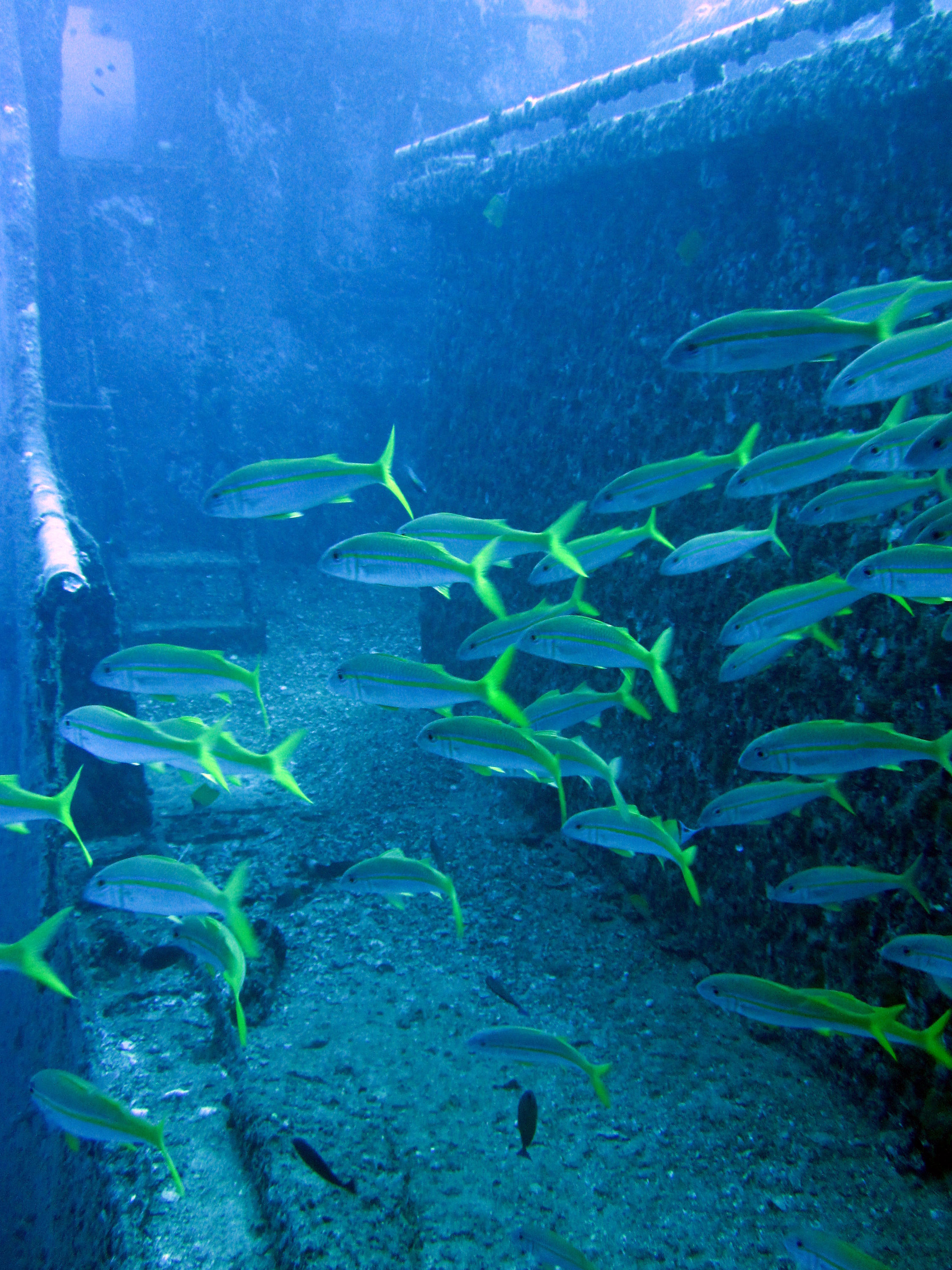 Sea_Tiger_Fish