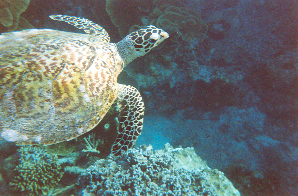 Sea_Turtle