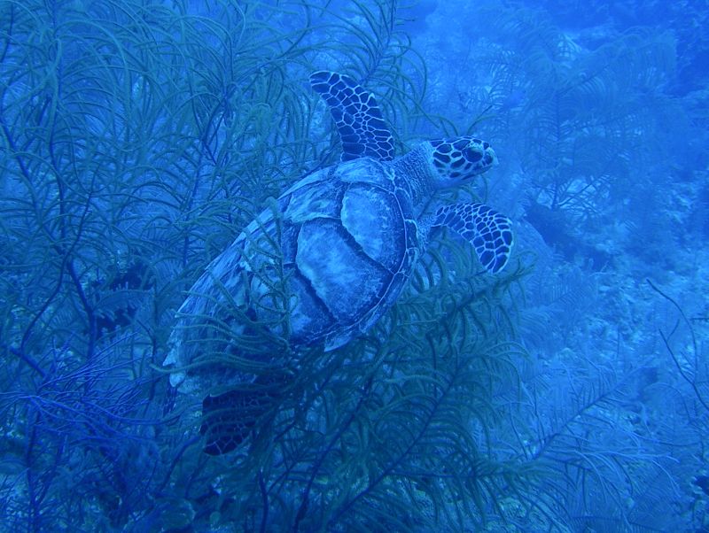 Sea_Turtle