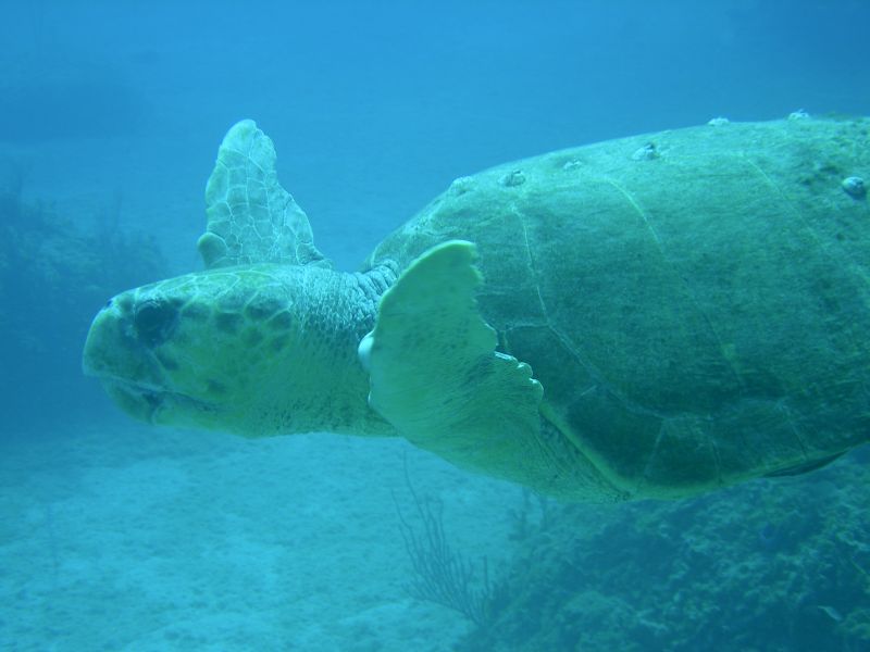 Sea_Turtle2