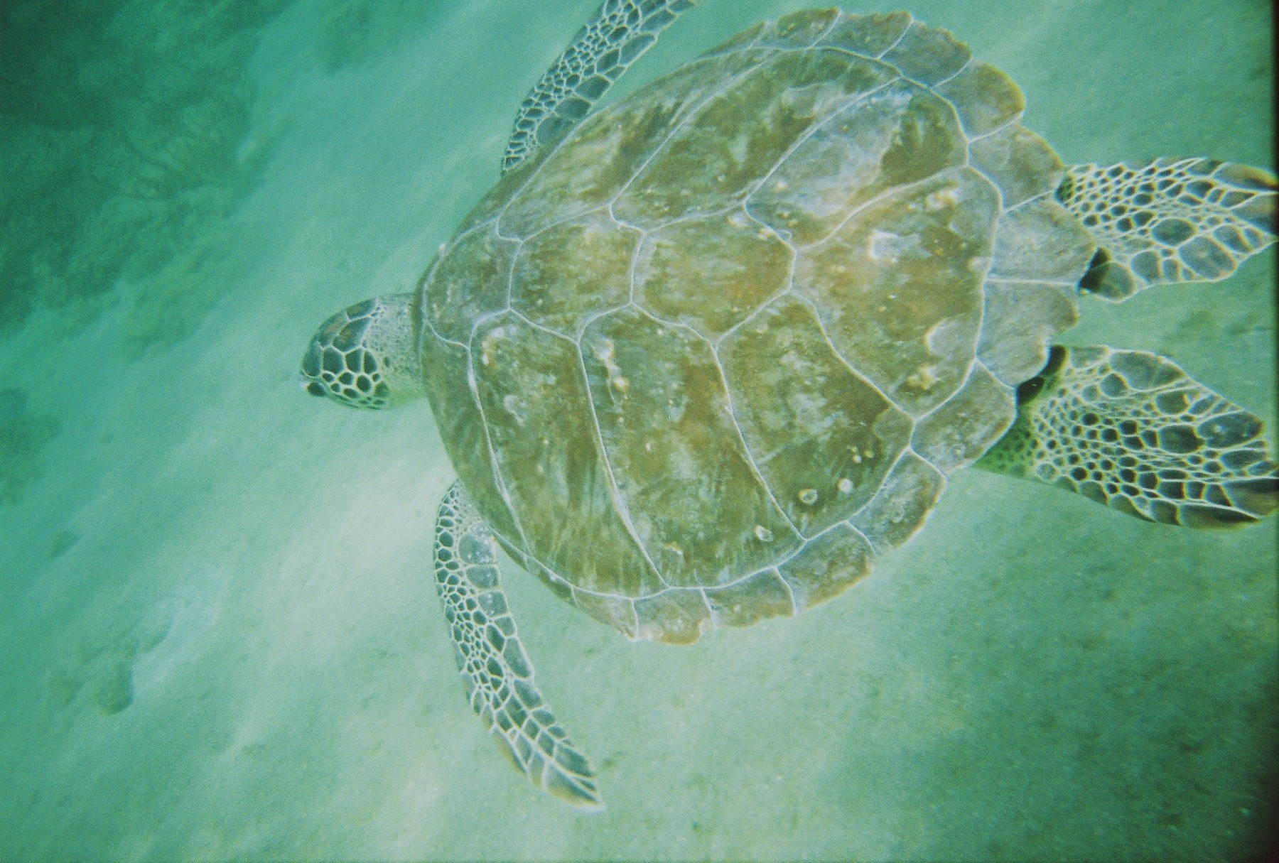 sea_turtle6