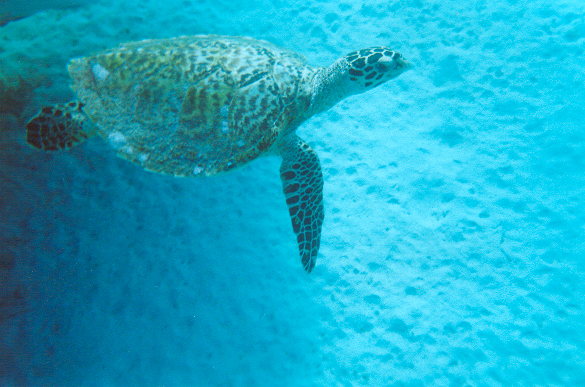 Sea_Turtle_2