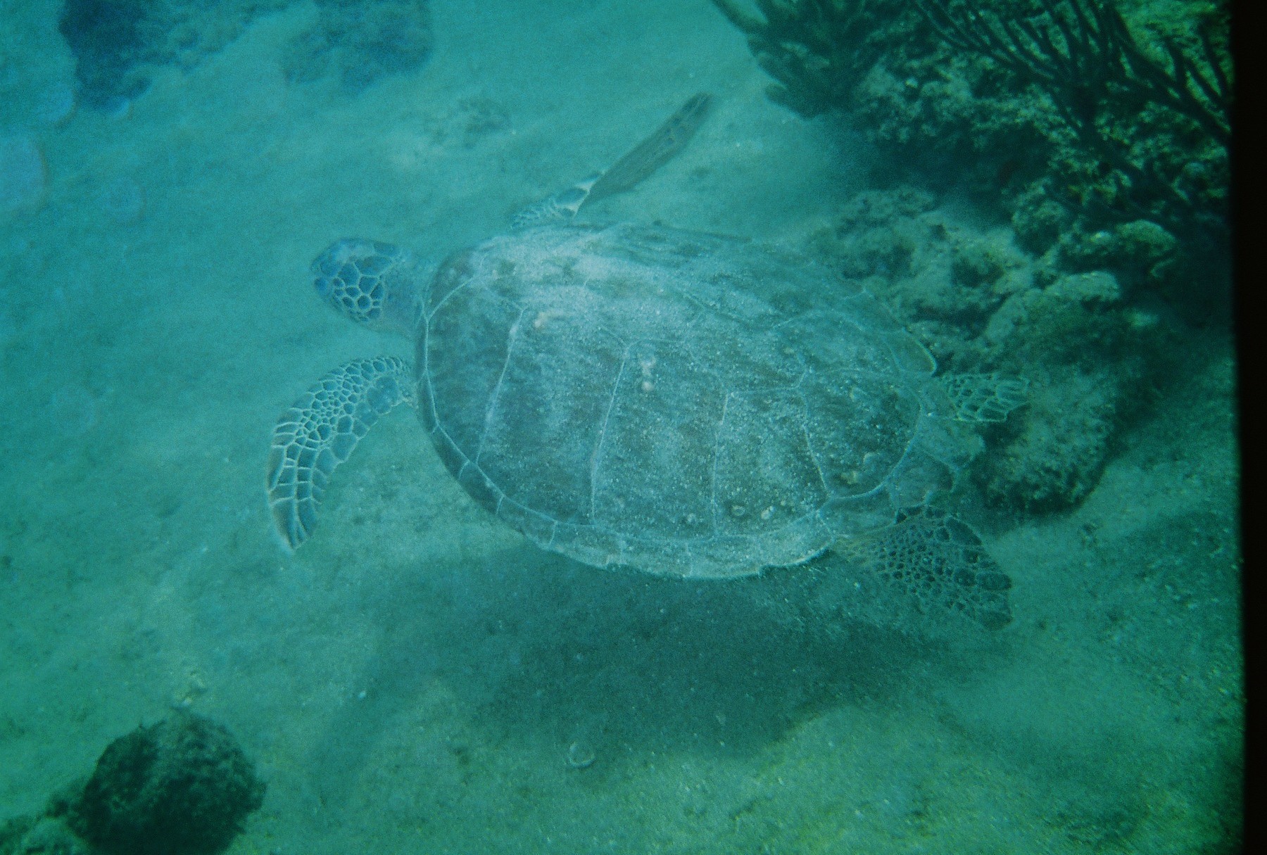 sea_turtle_22