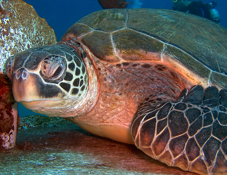 Sea_Turtle_resting_PB020009