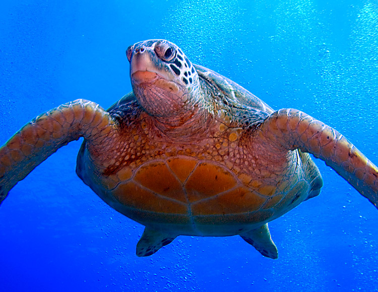 Sea_Turtle_swimming_down_to_wreck_PB020003