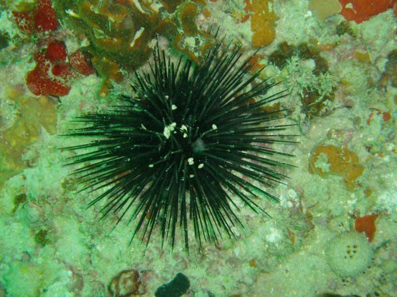 sea_urchin