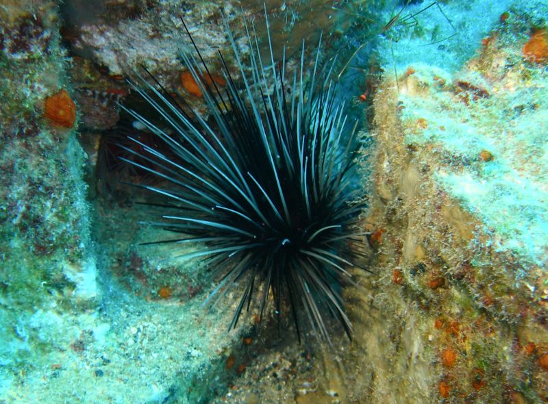 Sea_Urchin