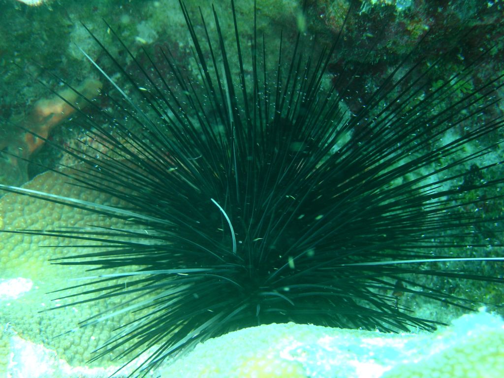 Sea_Urchin