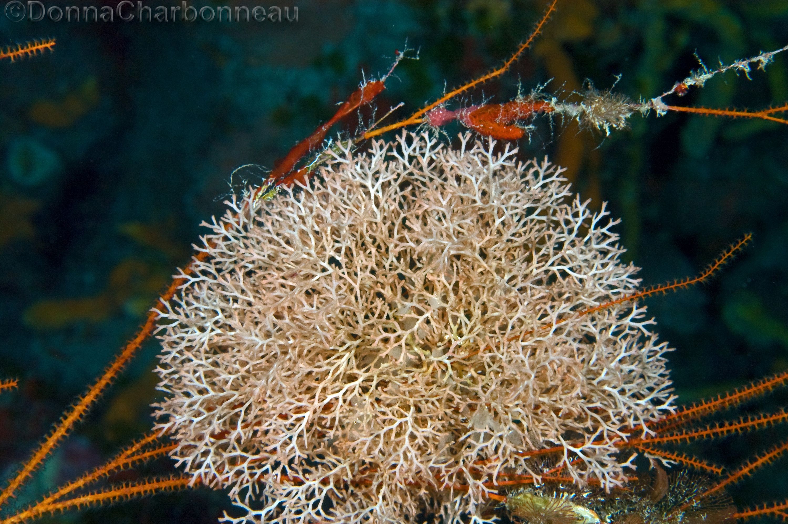 Seafan/Coral