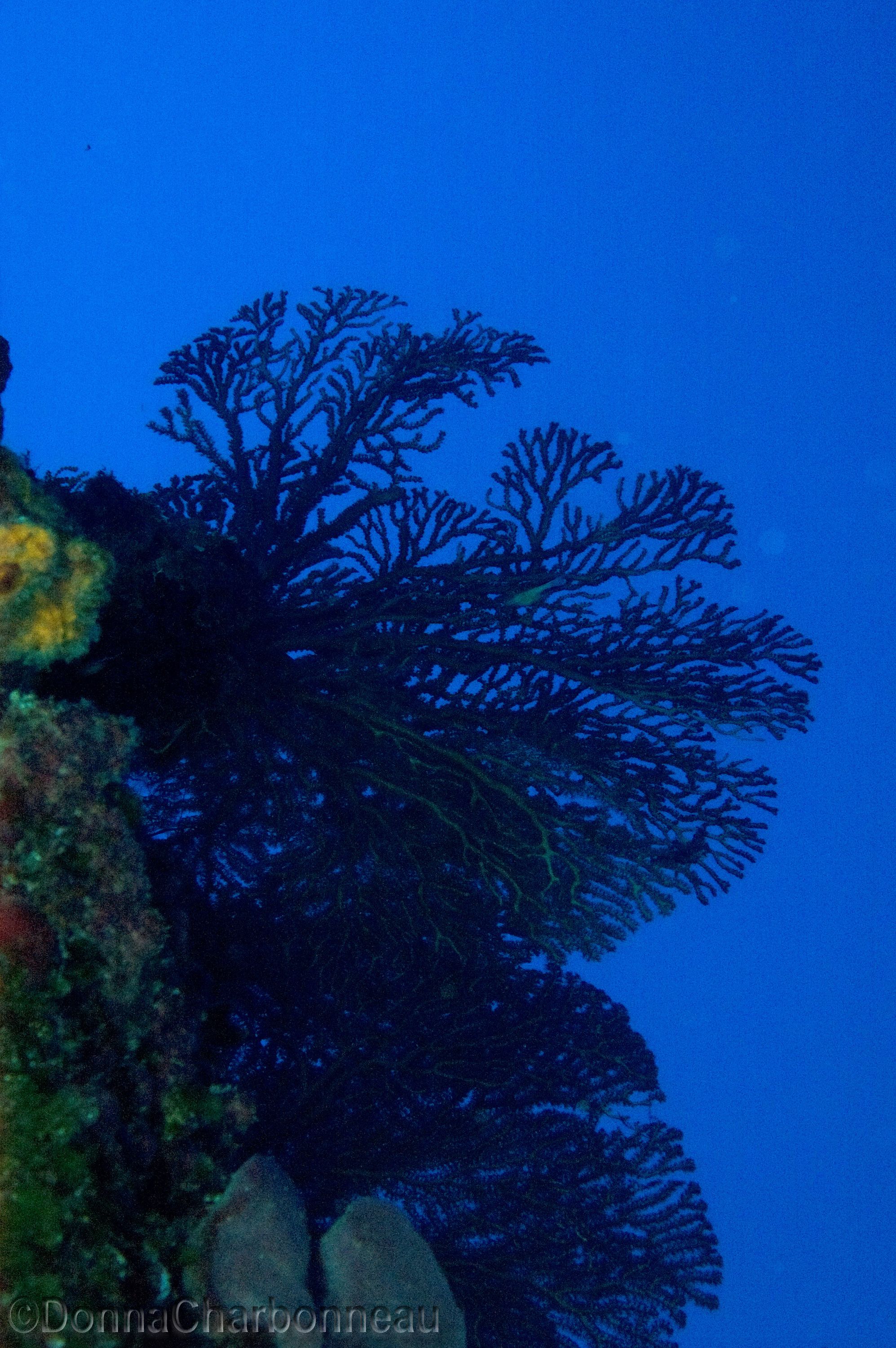 Seafans with blue background