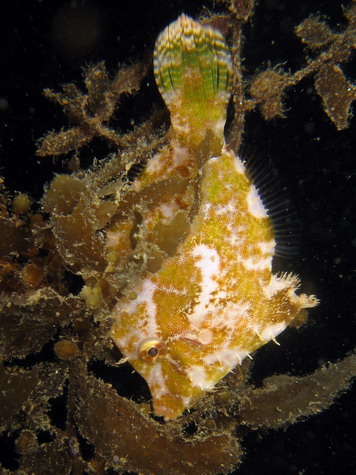 Seagrass Filefish