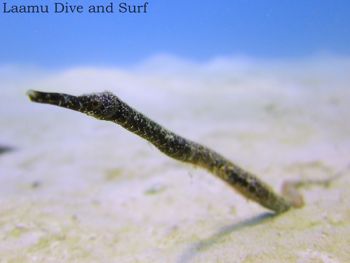 Seagrass Pipefish