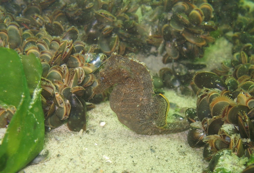 Seahorse - Beach 8th Street