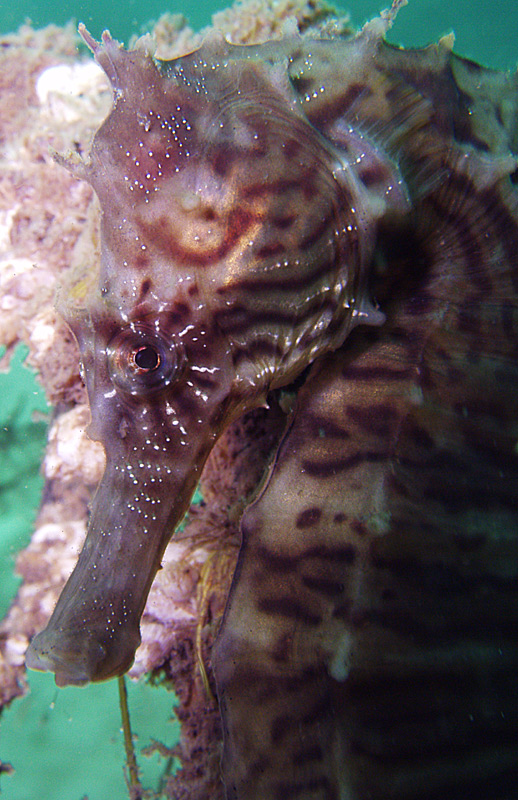 Seahorse - Destin jetties