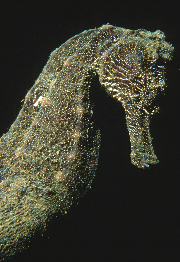 Seahorse detail