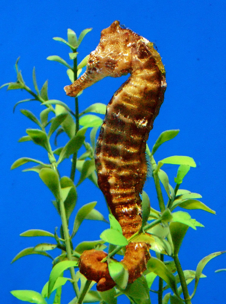 Seahorse hanging on