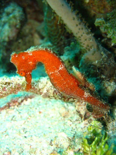 Seahorse in Utila