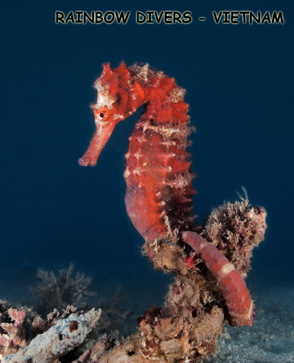 Seahorse, Nha Trang, Vietnam, Rainbow Divers, professional underwater photo