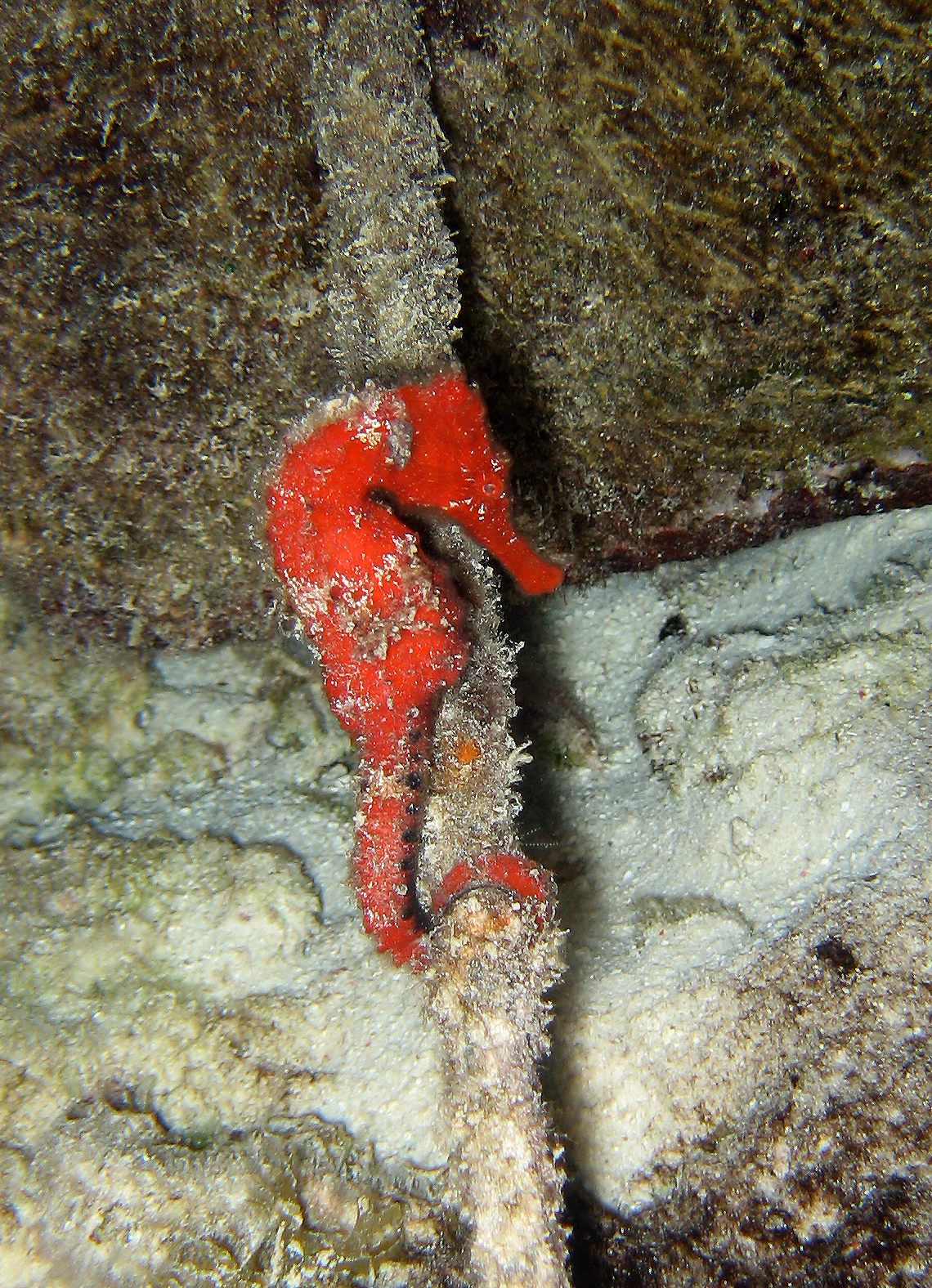 Seahorse on a night dive