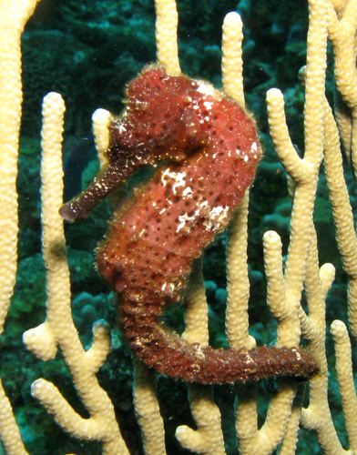 Seahorse on Coral