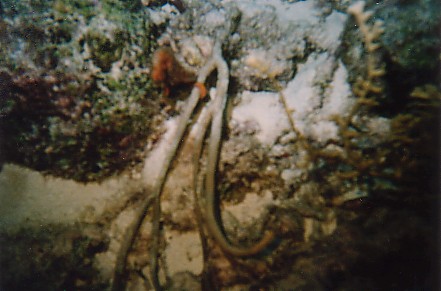 Seahorse, Small Wall, Bonaire