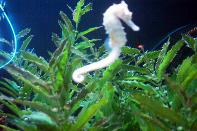 Seahorse