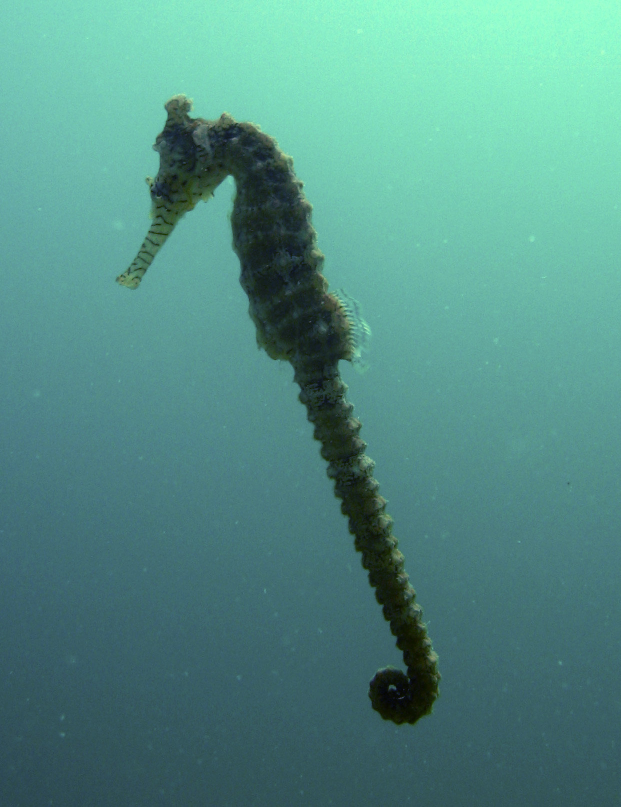 Seahorse